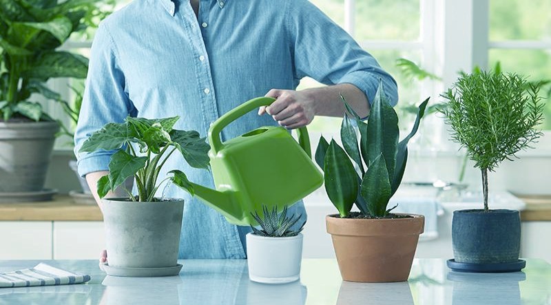 a man giving water to the air purifying plants for indoors
