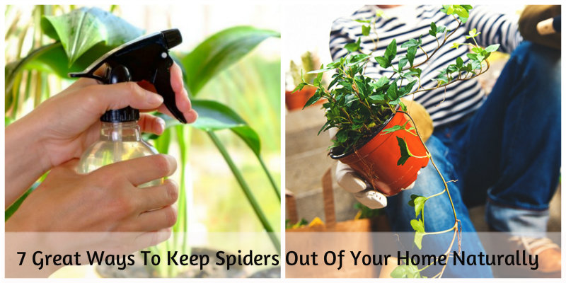 a collage of women spraying and keeping plants to keep spiders out of the house