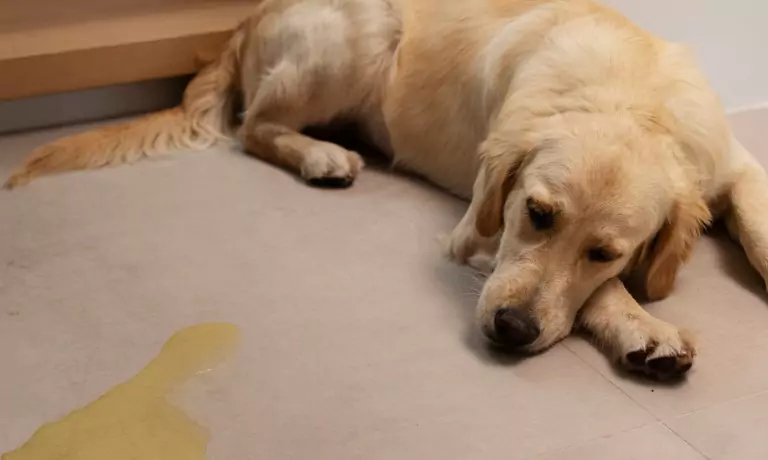 clean-pet-stains