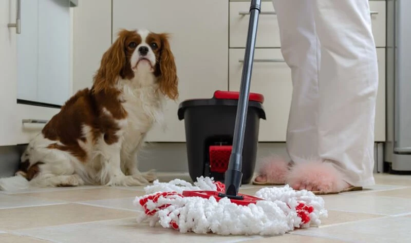 cleaning products you should never use around pets