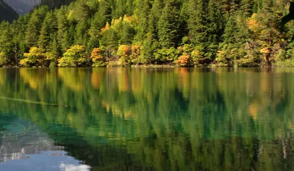 beautiful view of green forrest