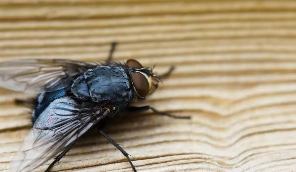 house bug on a wooden surface